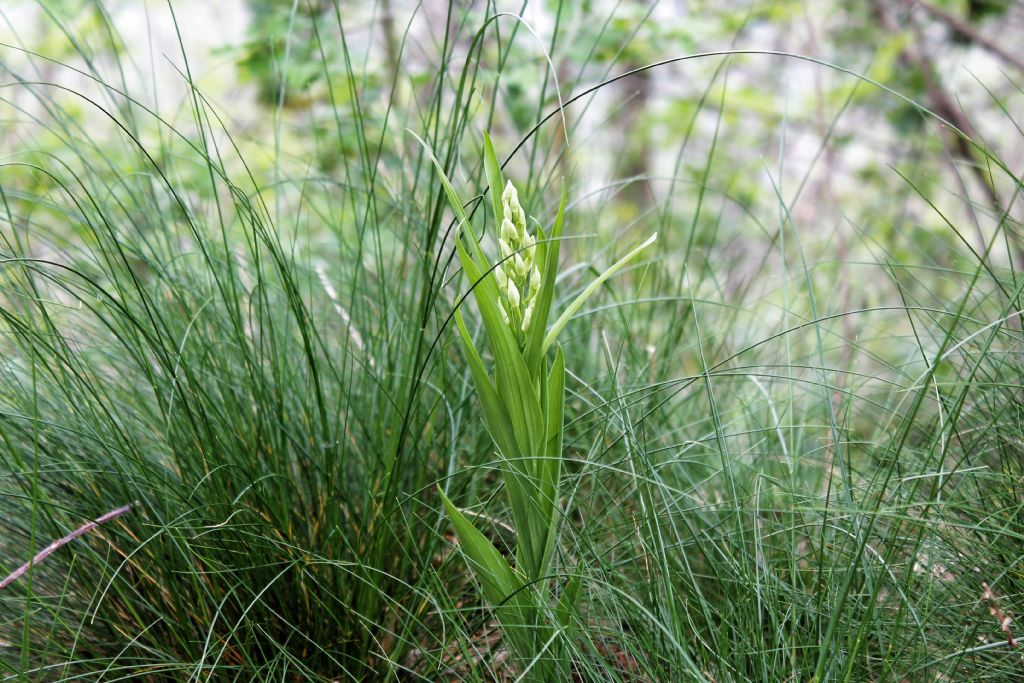 Cephalanthera longifolia